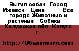 Выгул собак. Город Ижевск › Цена ­ 150 - Все города Животные и растения » Собаки   . Калужская обл.,Калуга г.